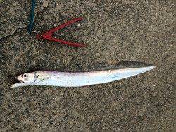 甲子園浜にイワシがいたのでワインドで出撃、30分で3匹のタチウオ