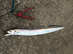 甲子園浜にイワシがいたのでワインドで出撃、…