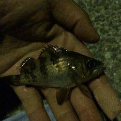 箱作　メバリングでチビメバル、バイトは多くシーズン待ち遠しいです！