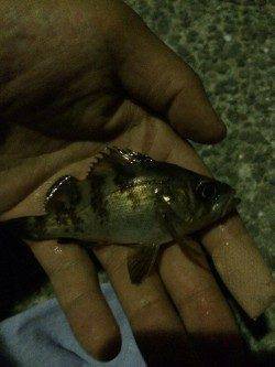 箱作　メバリングでチビメバル、バイトは多くシーズン待ち遠しいです！