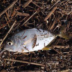 泉佐野周辺　すごい引きでドラグが鳴り23cmのメッキ