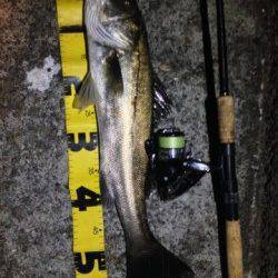 大阪南港周辺　プラッキングでシーバス・タチウオ・カマス・サバ