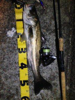 大阪南港周辺　プラッキングでシーバス・タチウオ・カマス・サバ