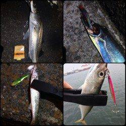 大阪南港周辺　プラッキングでシーバス・タチウオ・カマス・サバ