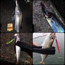 大阪南港周辺　プラッキングでシーバス・タチ…