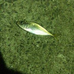 鳥取ノ荘　本日はウキ釣りでアジ狙いに挑戦しました