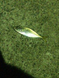 鳥取ノ荘　本日はウキ釣りでアジ狙いに挑戦しました