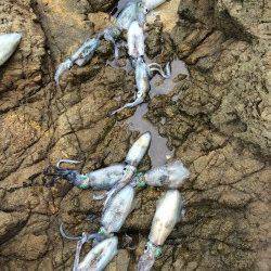 唐尾漁港周辺の地磯でランガンサイトエギング　足で数稼ぎました