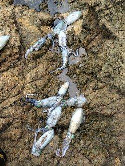 唐尾漁港周辺の地磯でランガンサイトエギング　足で数稼ぎました