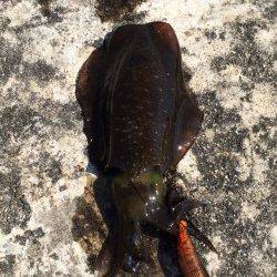 林崎漁港　沖漬けが食べたくなり湾内や浅瀬でアオリ新子狙ってきました