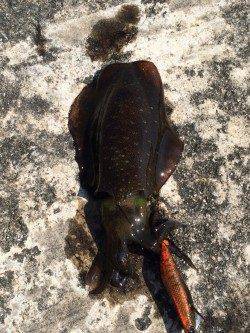 林崎漁港　沖漬けが食べたくなり湾内や浅瀬でアオリ新子狙ってきました