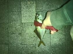 大阪南港アジング　３時間で全て25㎝のアジ…