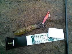 小杭・方杭　漁港の波止でのエギングでアオリ…