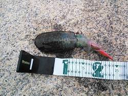 小杭・方杭漁港にてエギング　波が高くアオリ…