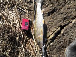 河川でのルアーゲーム　セイゴが入れ食い！