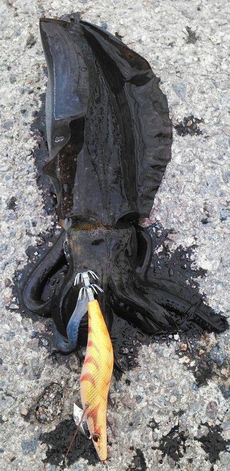 久美浜　朝方からのエギング釣行　アオリイカ…