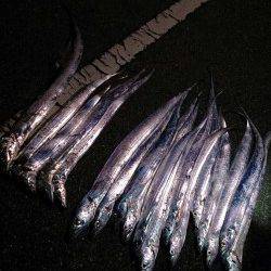 ☆釣って食す☆【karakuri氏　連載記事】