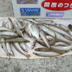 鳥飼　投げ釣りのキス狙いで最大23cmを含…