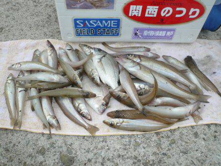 鳥飼　投げ釣りのキス狙いで最大23cmを含…