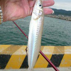 淡路都志漁港へキス釣査　いよいよキスが入り始めたようです♪