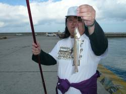 都志漁港へキス釣査　港内を移動しながら探り…