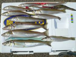 西淡へキス釣査　江井漁港、都志漁港、鳥飼漁…