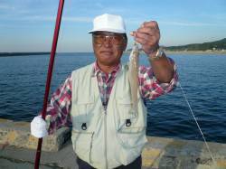 淡路島都志漁港の落ちギス調査　20cm超17匹、計40匹の好釣果☆