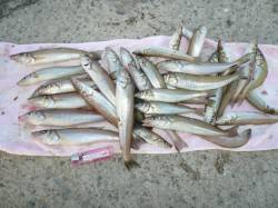 淡路島都志漁港の落ちギス調査　20cm超1…