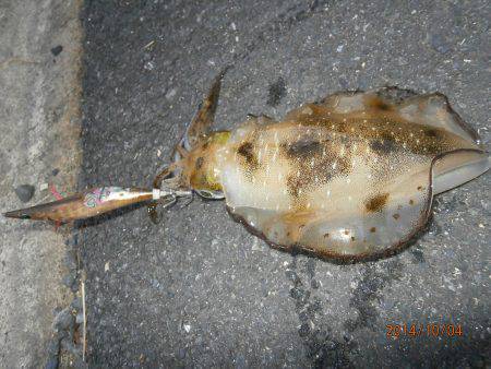 中津　台風接近前にエギングでアオリ狙い！