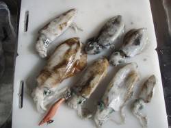 伊毘周辺エギング　満潮からの下げ潮を狙い３…