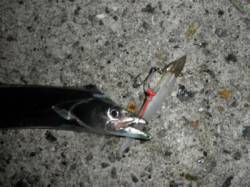 武庫川一文字に渡ってきました〜ワインドでタ…