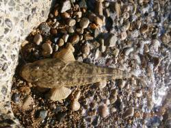 江尻　サーフでのエギングで嬉しい外道、マゴ…