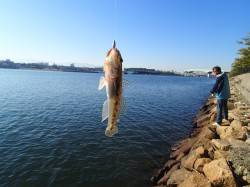 浜寺水路　イソメのちょい投げでハゼがポコポ…