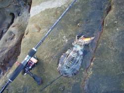 白浜周辺　シャロータイプのエギで足元で良型…