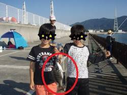 マリーナシティ　フカセでチヌGET！　子供…