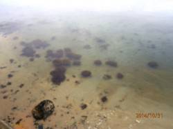 宮津エリアでエギング　やるきアオリをサイト…