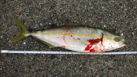 青物狙いで平磯海づり公園へ　大きめのウリボ…