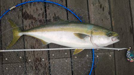 淡路島・翼港にてノマセでメジロ☆　青物の期…