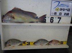 元島でカゴ釣り、コロダイ・ヘダイ・チャリコ