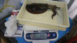 一本松堤防　ヤエンで今シーズン初のアオリイカ