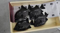 イコギのセシマにてイシガキダイ　餌はウニで…