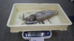 みなべ沖磯カマヤ　ヤエンでアオリイカ～855ｇ8杯・総重量3655ｇ！