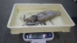 みなべ沖磯カマヤ　ヤエンでアオリイカ～85…