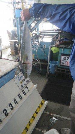 堺堤防でメジロ！！フカセ・オキアミボイルにて