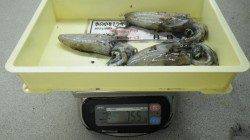 大島 　エギングにてアオリイカ〜317ｇ3杯計755ｇ