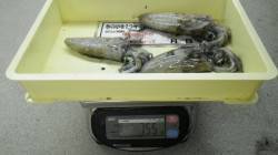 大島 　エギングにてアオリイカ〜317ｇ3…