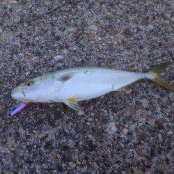 東二見人工島　ライトジギングでハマチがヒット！