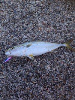 東二見人工島　ライトジギングでハマチがヒット！