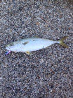 東二見人工島　ライトジギングでハマチがヒット！