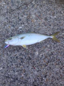 東二見人工島　ライトジギングでハマチがヒッ…